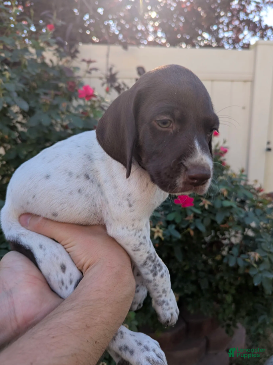 German Shorthaired Pointer dogs Blue female - Ad 2