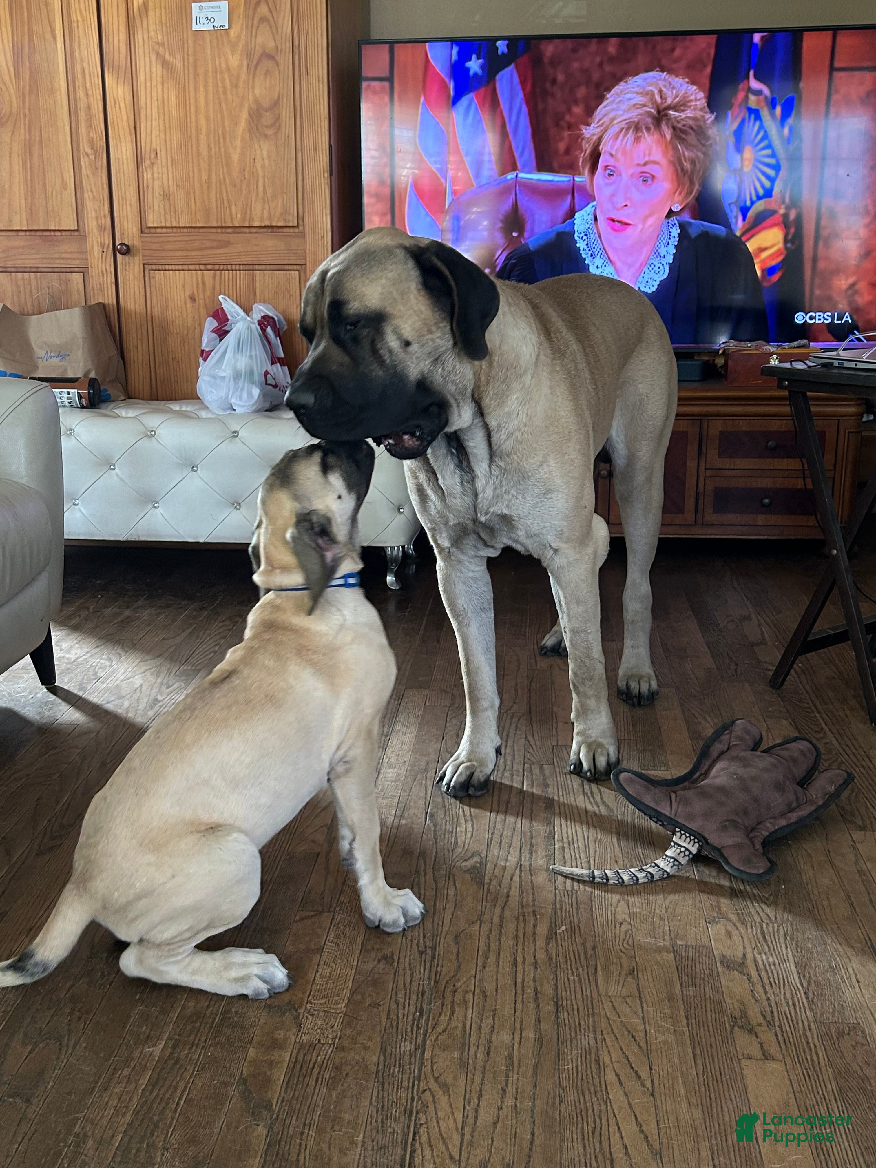 Mixed Breed dogs for sale: Blu - Ad 2