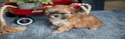 Shih Tzu dogs for sale: Honey - Ad 3