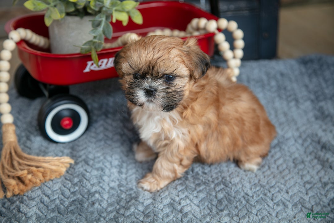 Shih Tzu dogs for sale: Honey - Ad 3