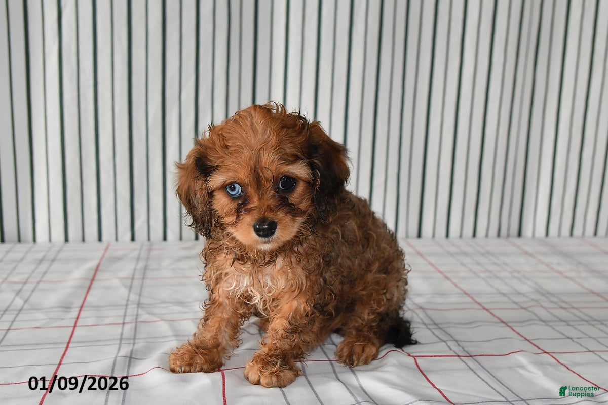 Cavapoo dogs for sale: Bonnie - Ad 3
