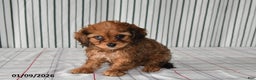 Cavapoo dogs for sale: Bonnie - Ad 1