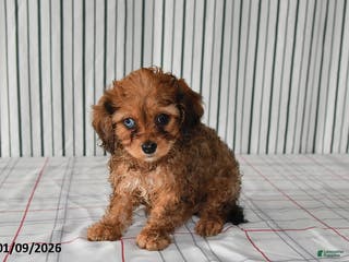 Cavapoo dogs for sale: Bonnie - Ad 3