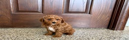 Cavapoo dogs for sale: Cavapoo F1b Male Puppy 2 - Ad 3