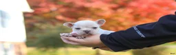 French Bulldog dogs for sale: Chester - Ad 4