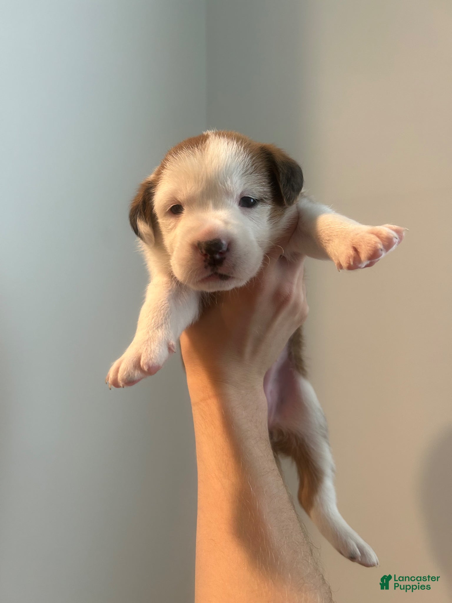 Mixed Breed dogs Mixed Breed Puppy 1 - Ad 18