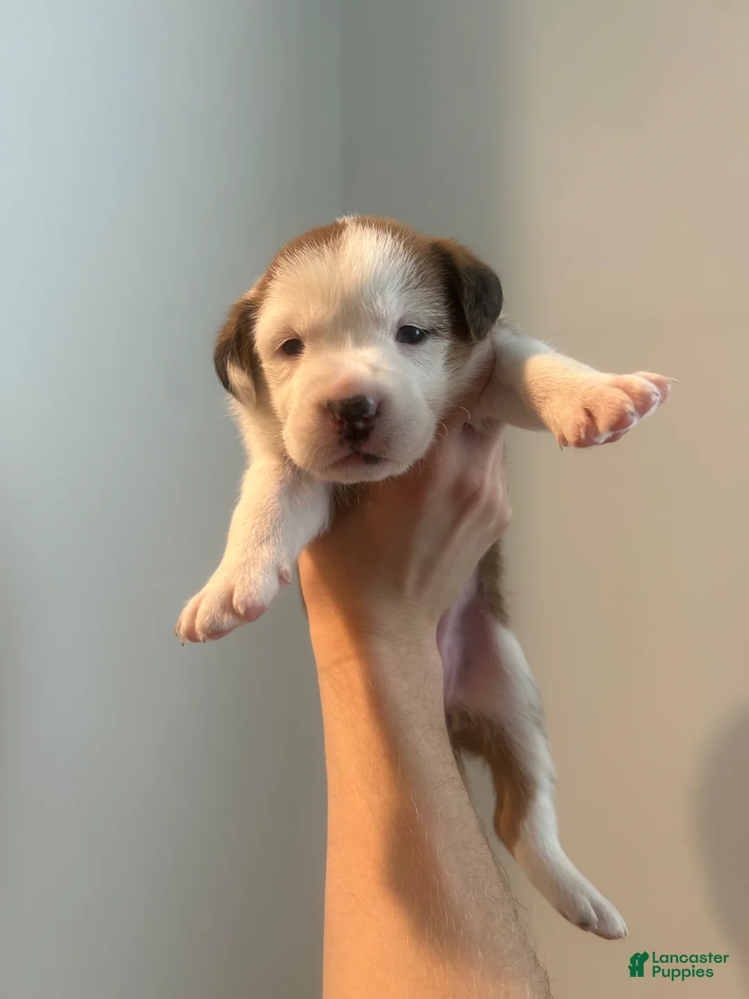 Mixed Breed dogs for sale: Mixed Breed Puppy 1 - Ad 1