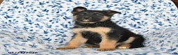 German Shepherd dogs for sale: Lighting - Ad 2