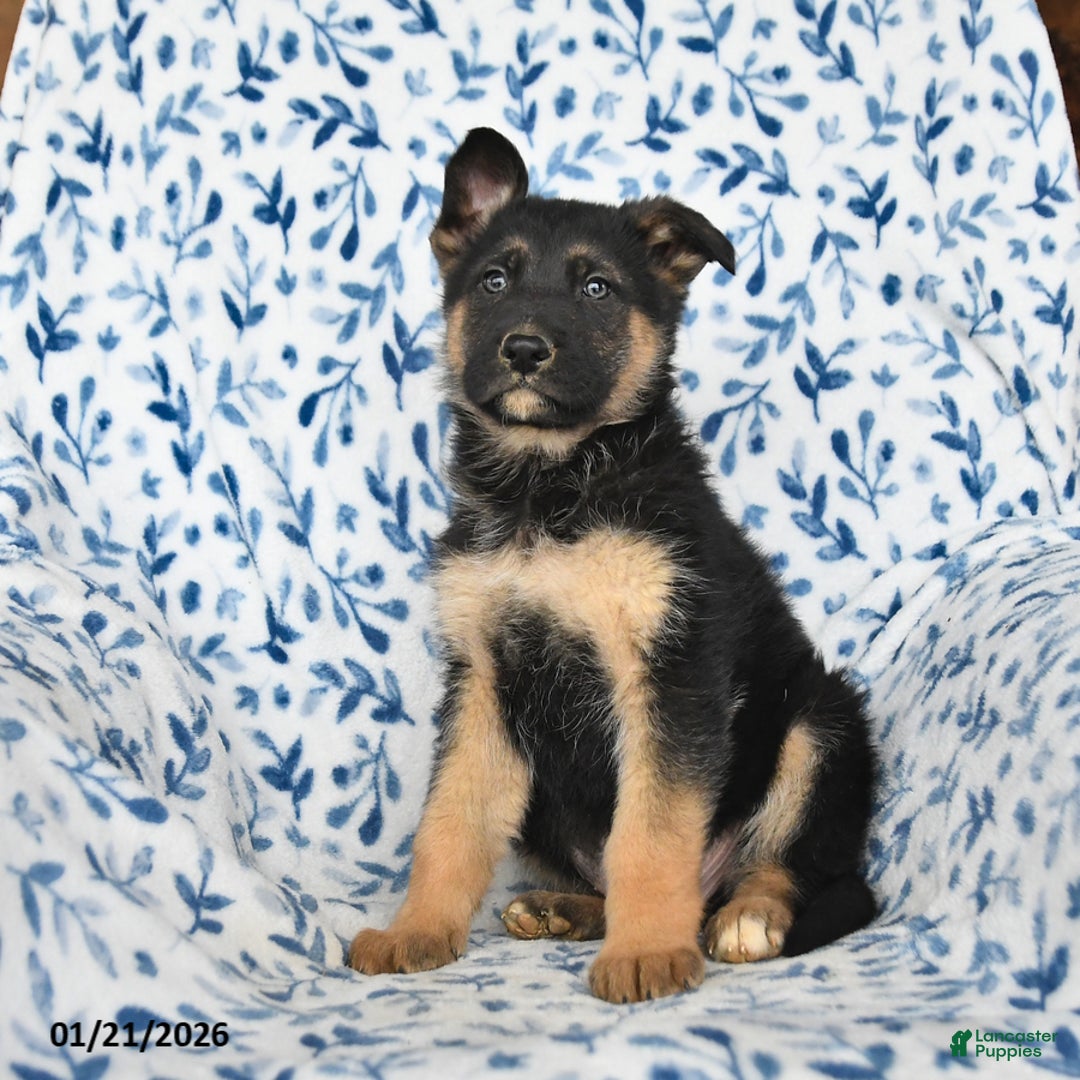 German Shepherd dogs for sale: Lighting - Ad 2