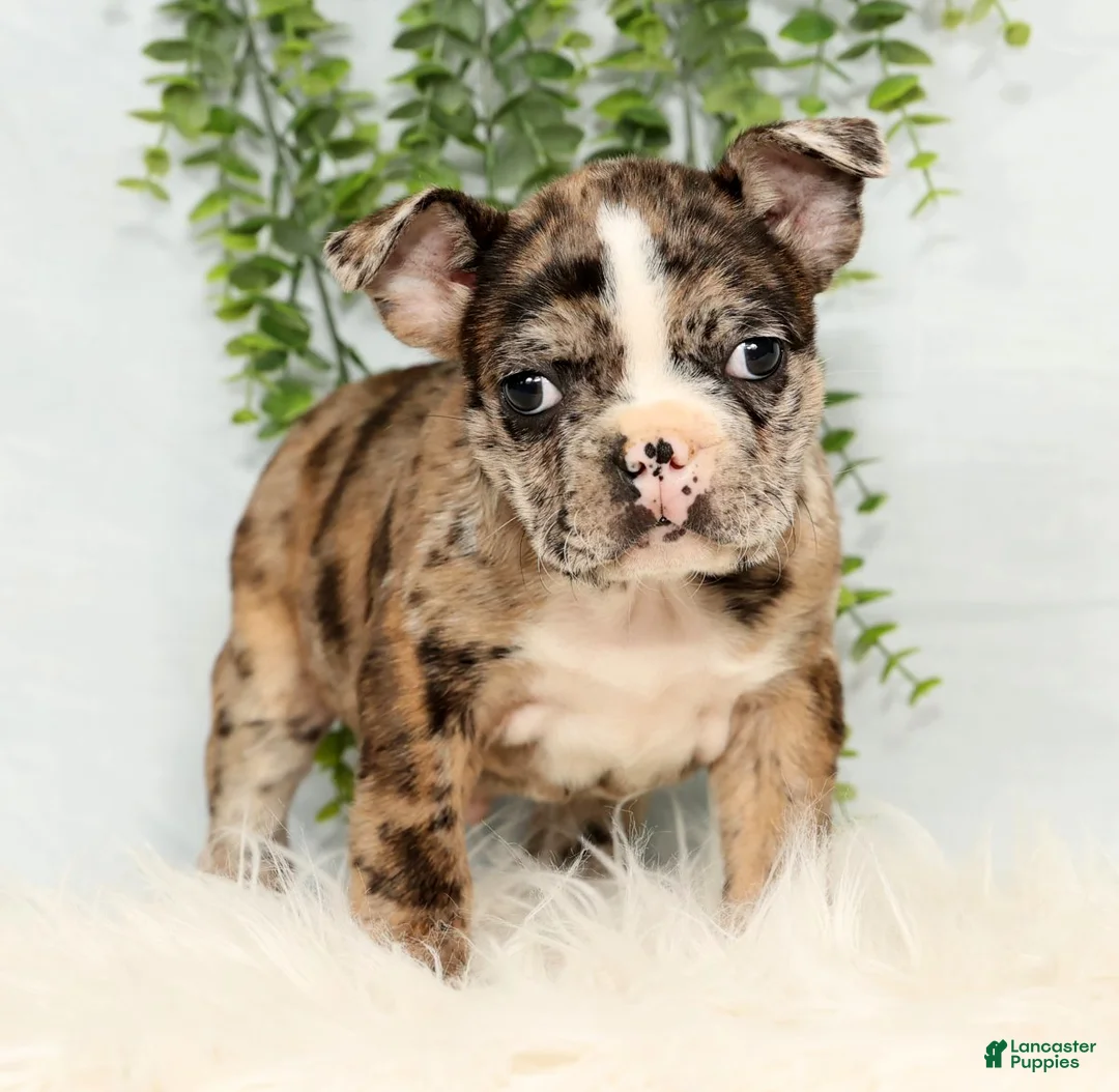 Frenchton dogs for sale: Simba - Ad 1