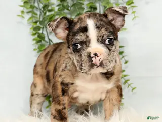 Frenchton dogs Simba - Ad 14