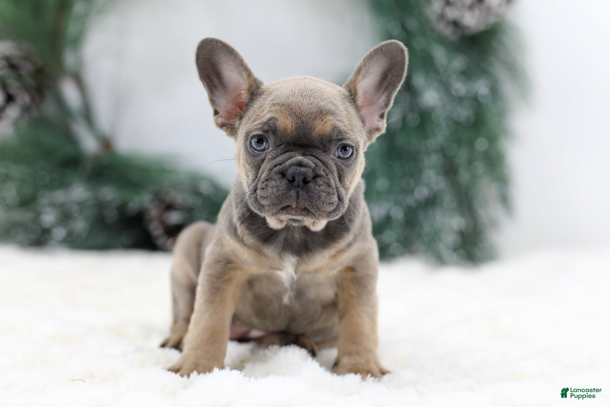 French Bulldog dogs Ivy - Ad 24