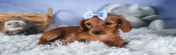 Dachshund dogs for sale: Quenton - Ad 11