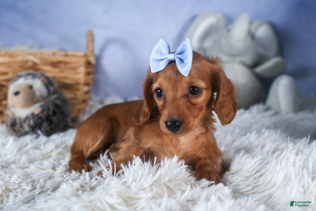 Dachshund dogs for sale: Quenton - Ad 11