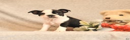 Boston Terrier dogs for sale: Forrest - Ad 4