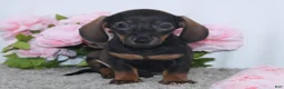 Miniature Dachshund dogs for sale: Karla - Ad 4