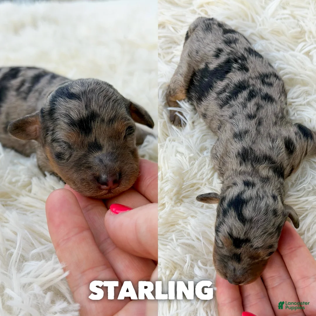 Mini Aussiedoodle dogs for sale: Starling - Micro Mini F1b - Ad 1