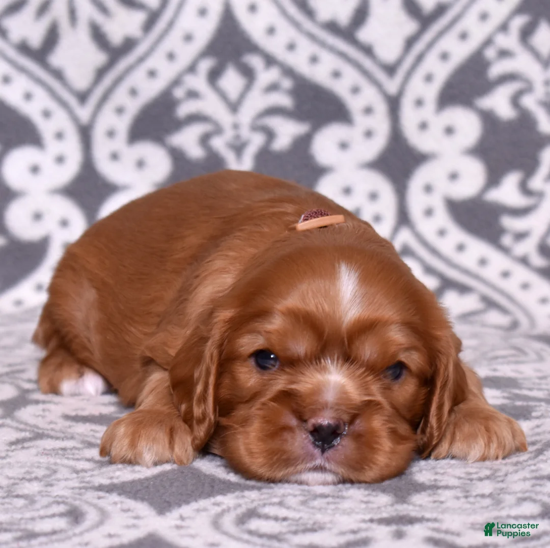 Cavalier King Charles Spaniel dogs for sale: Moses - Ad 2
