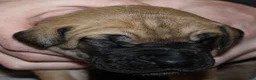 Great Dane dogs for sale: Sirius - Ad 3