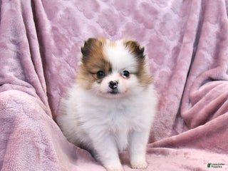 Pomeranian dogs - Ad 22