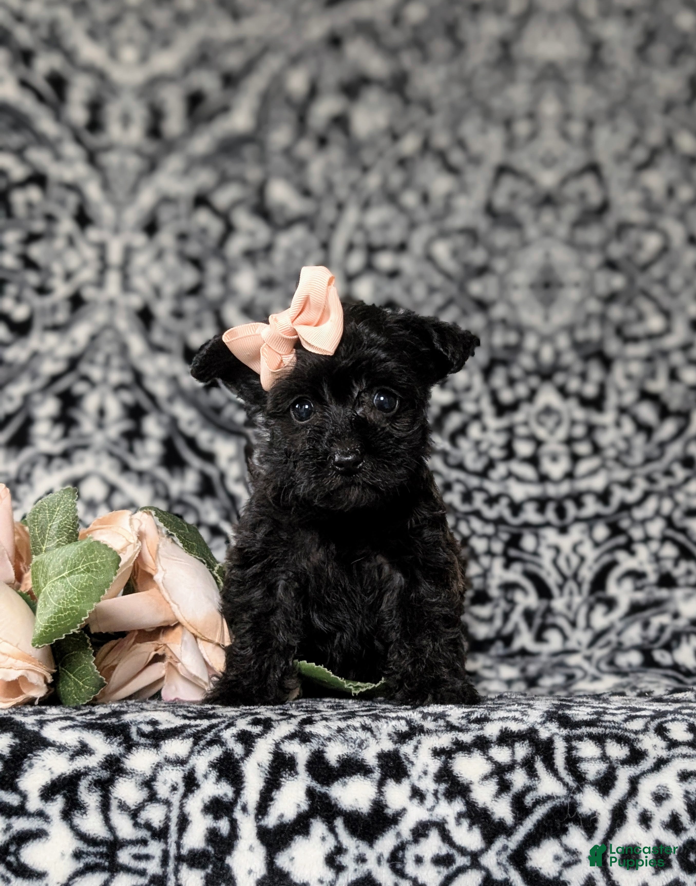 Yorkiepoo dogs Joi - Ad 2