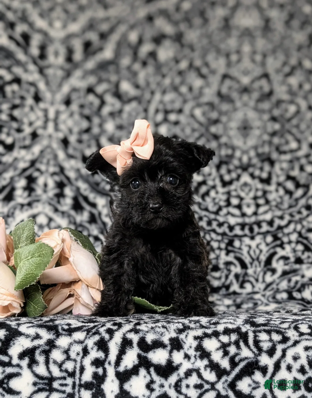 Yorkiepoo dogs for sale: Joi - Ad 2