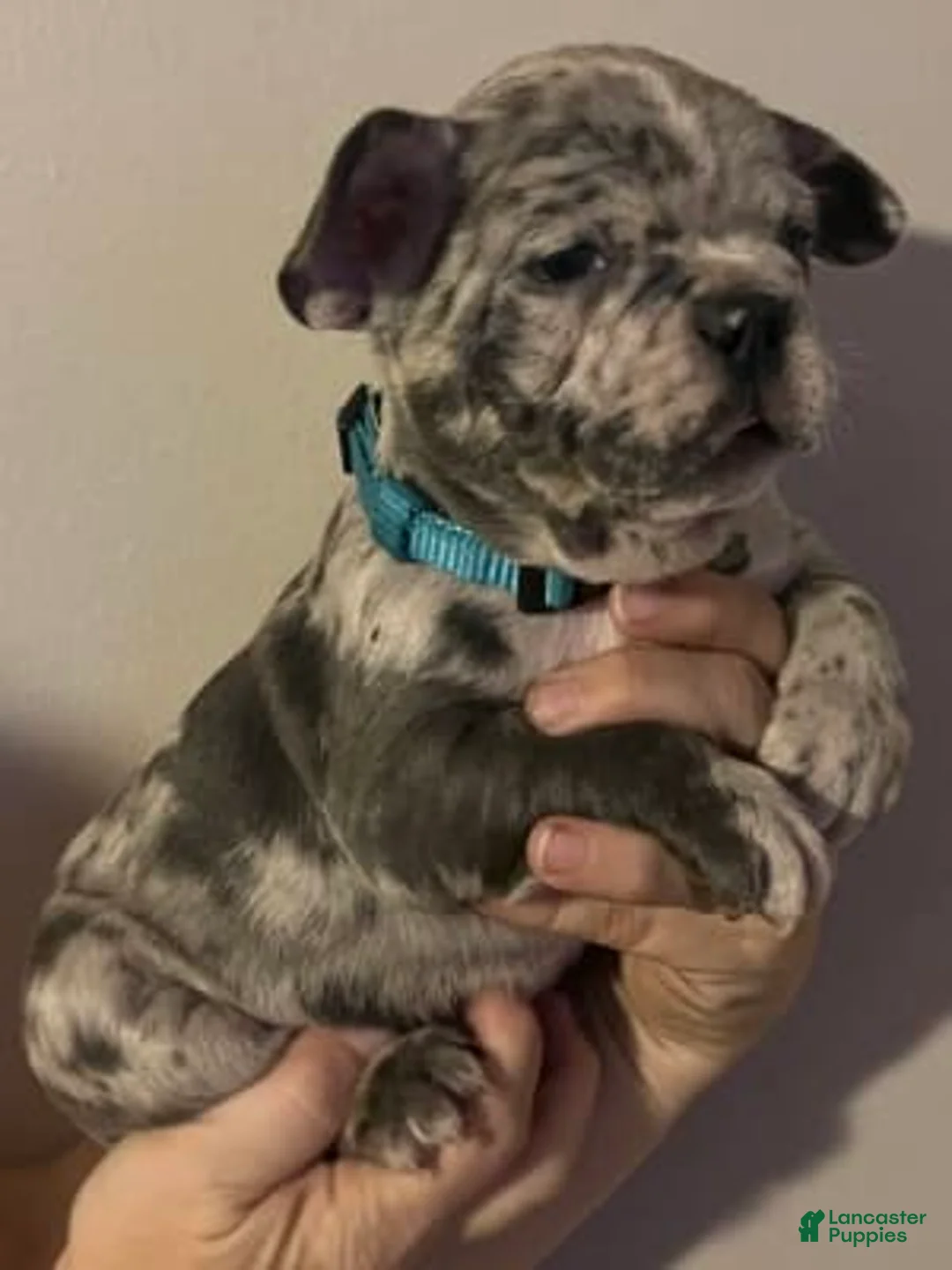 Gallery Image {{count}}