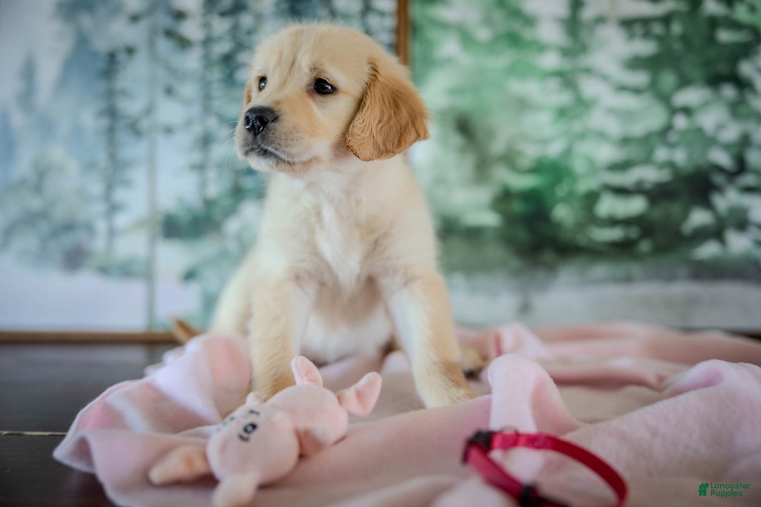 Golden Retriever dogs for sale: Pink - Ad 4
