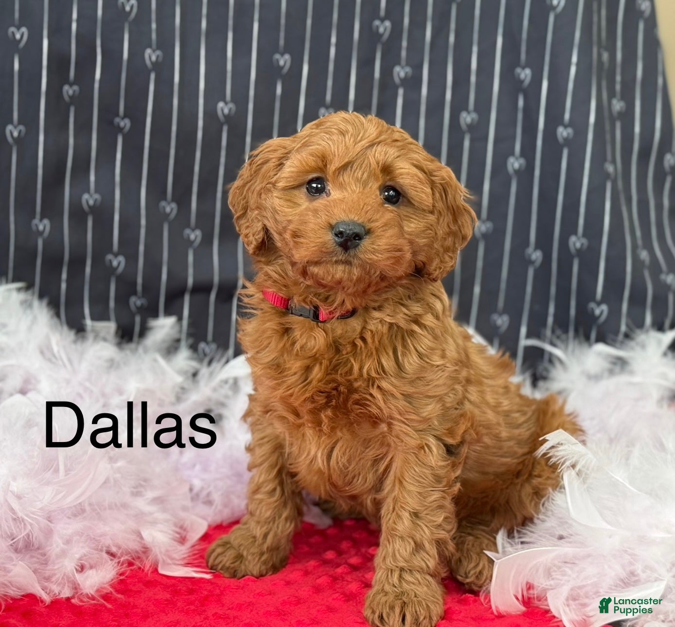 Cavapoo dogs Dallas - Ad 33