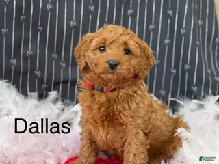 Cavapoo dogs Dallas - Ad 33