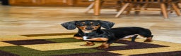 Miniature Dachshund dogs for sale: Star - Ad 6