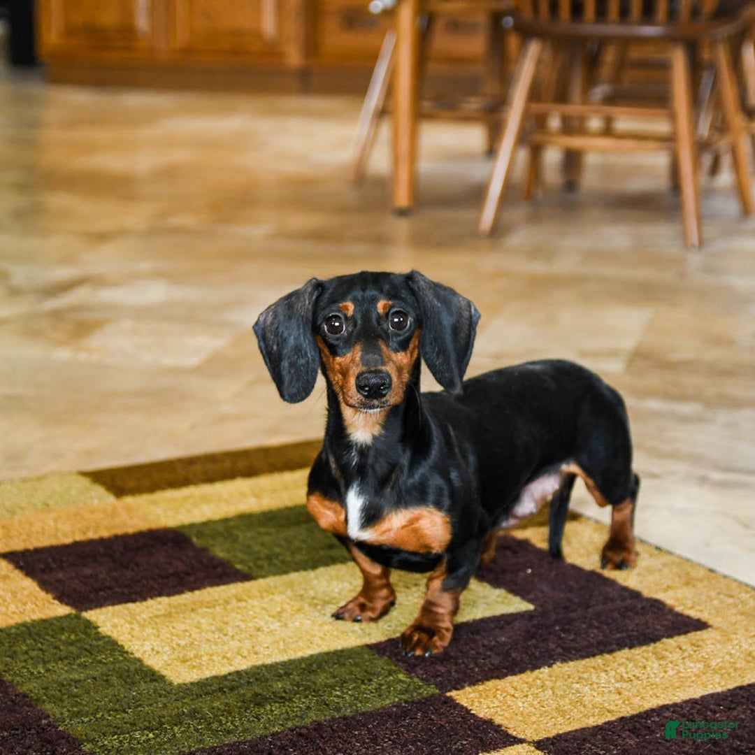 Miniature Dachshund dogs for sale: Star - Ad 6