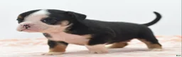 Mixed Breed dogs for sale: Princess  - Ad 6