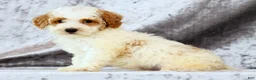 Bichpoo dogs for sale: Eric - Ad 7