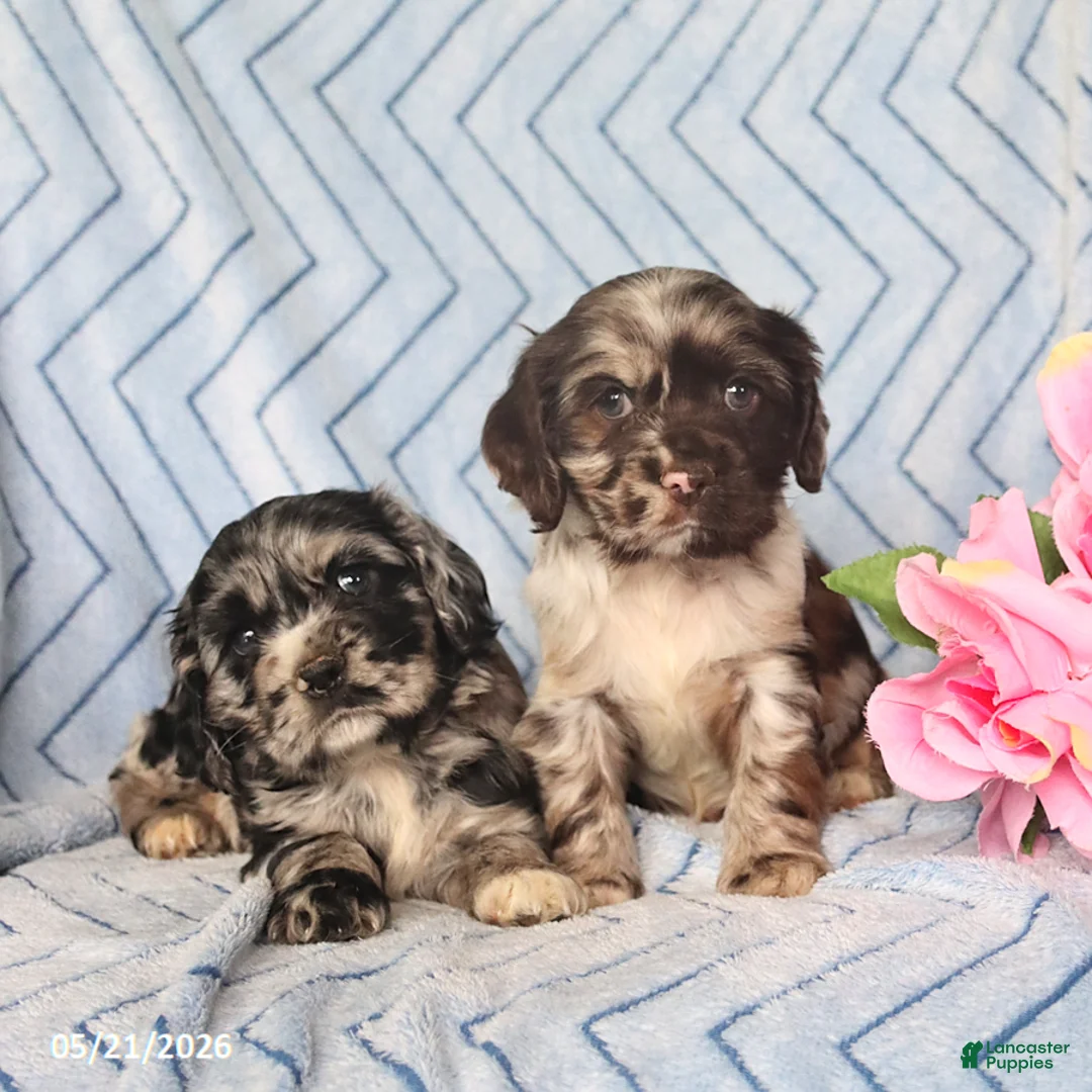 English Cocker Spaniel dogs for sale: Beau - Ad 3