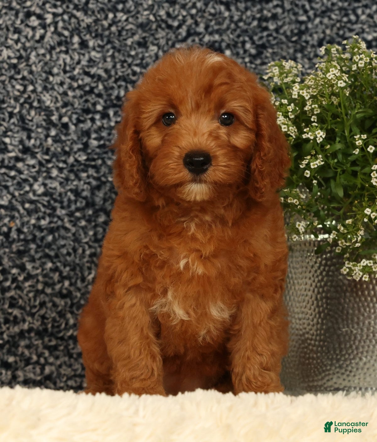 Mini Goldendoodle dogs Tina - Ad 2