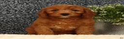 Mini Goldendoodle dogs for sale: Tina - Ad 2