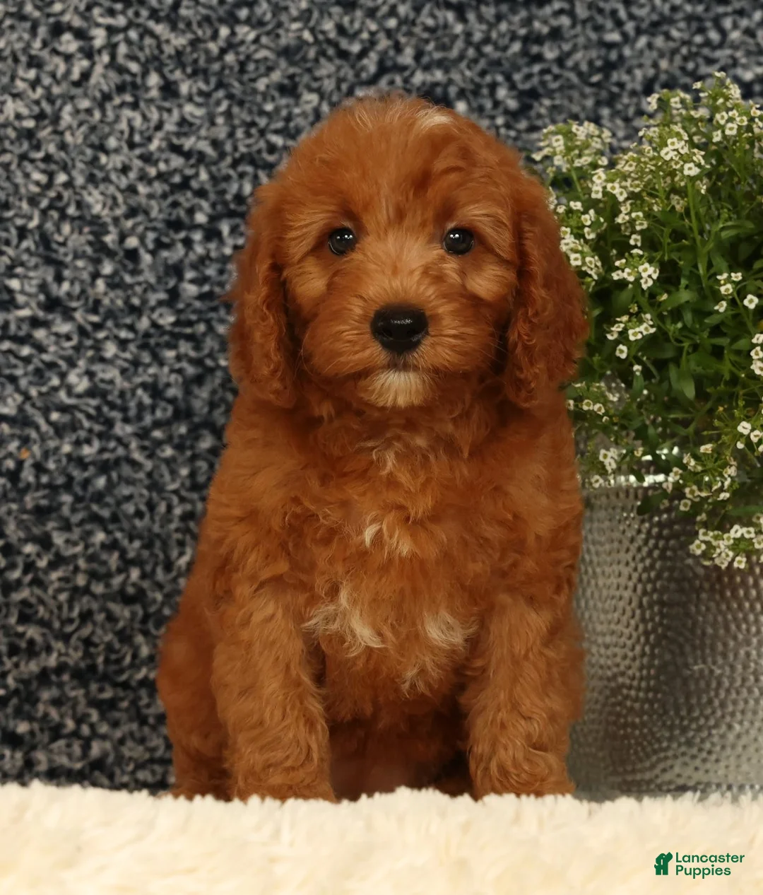 Mini Goldendoodle dogs for sale: Tina - Ad 2