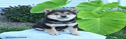 Shiba Inu dogs for sale: Freddi - Ad 2