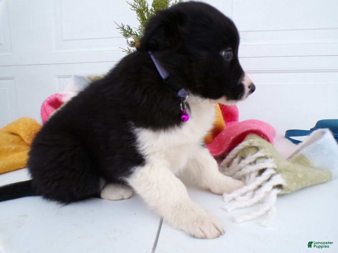 Border Collie dogs for sale: Border Collie Puppy 2 Poloma - Ad 2