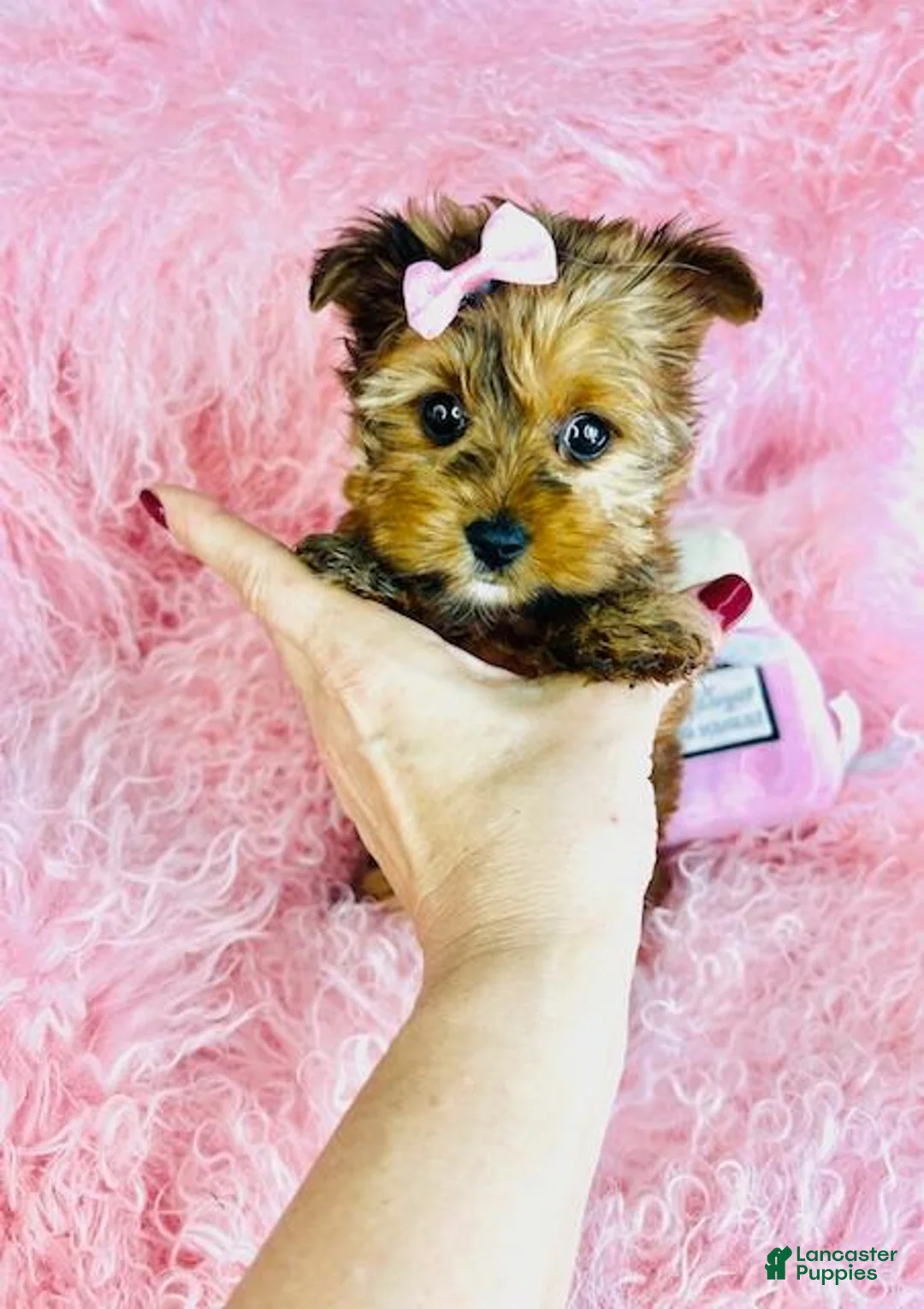 Yorkshire Terrier dogs for sale: Yorkshire Terrier Puppy 1 - Ad 2