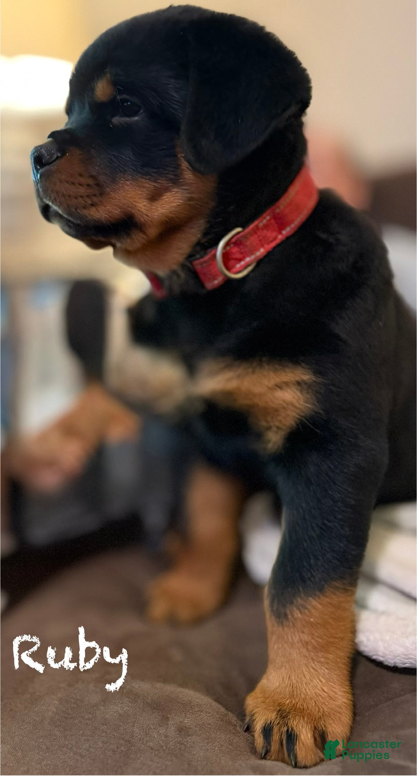 Rottweiler dogs Ruby - Ad 2