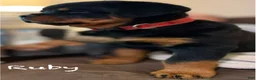 Rottweiler dogs for sale: Ruby - Ad 2