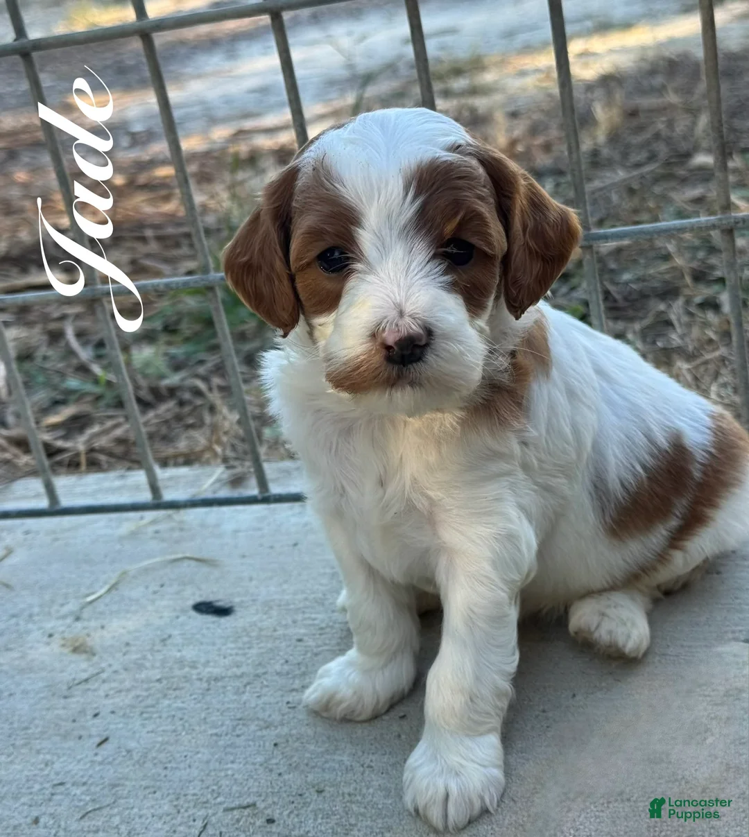 Cavapoo dogs for sale: Jade - Ad 1