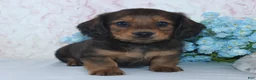 Miniature Dachshund dogs for sale: Shawn - Ad 3