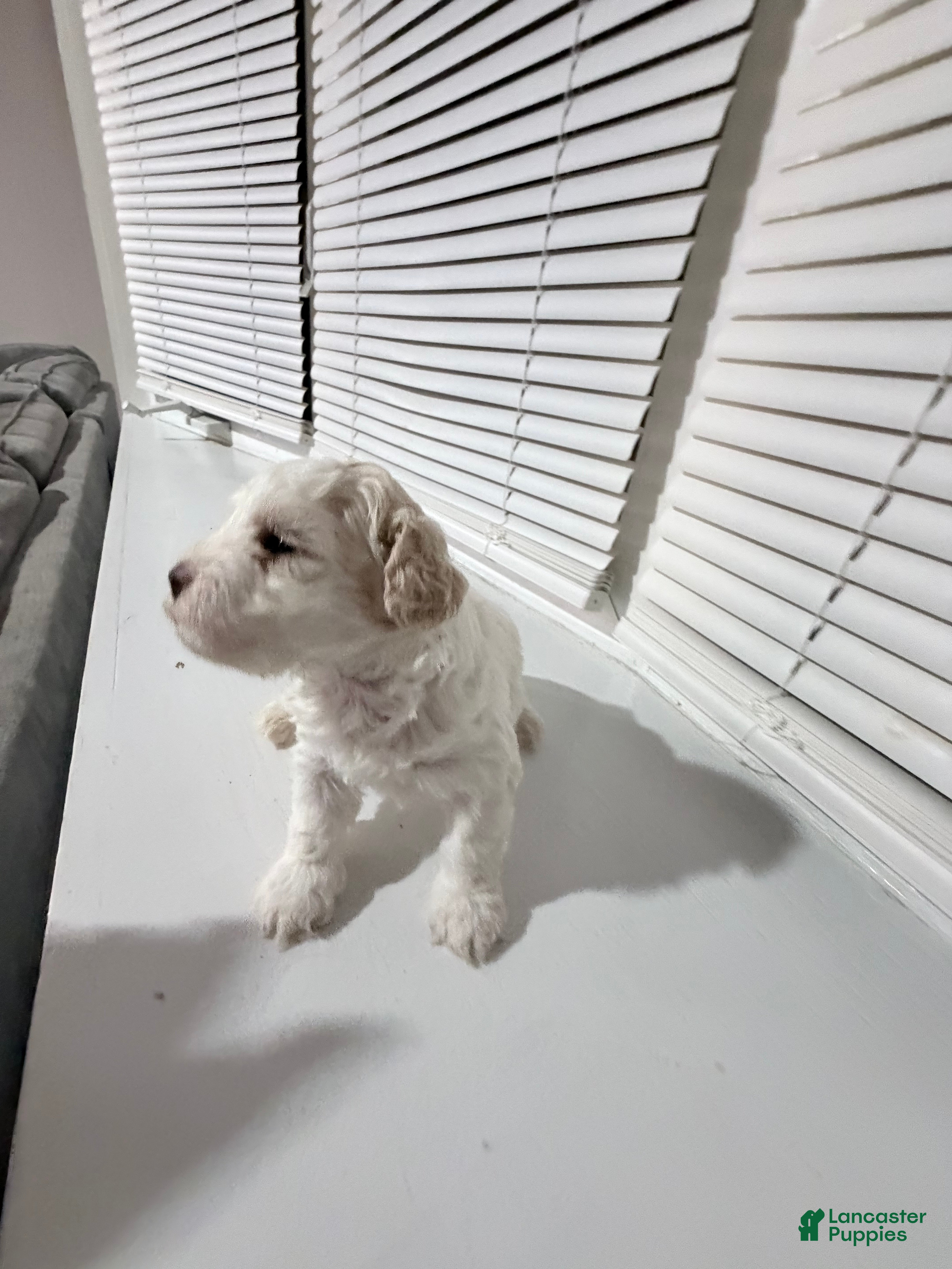 Toy Poodle dogs Arrocito/rice - Ad 2