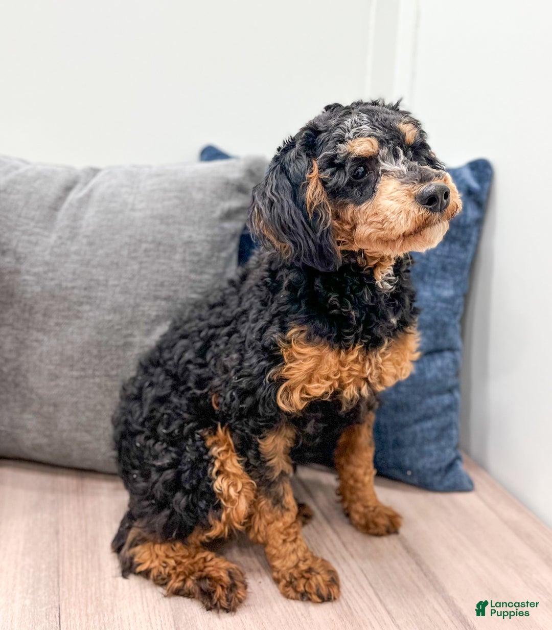 Miniature Poodle dogs for sale: Charlie - Ad 3