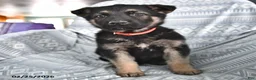 German Shepherd dogs for sale: Thelma - Ad 1