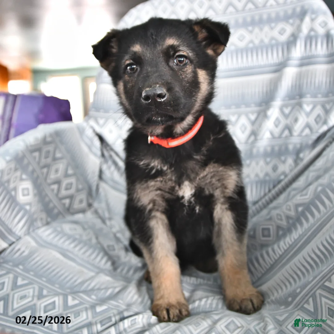 German Shepherd dogs for sale: Thelma - Ad 1