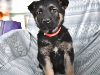 German Shepherd dogs for sale: Thelma - Ad 2